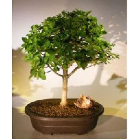 Paisaje Flowering Premna Obtusifolia Tree PA2810877